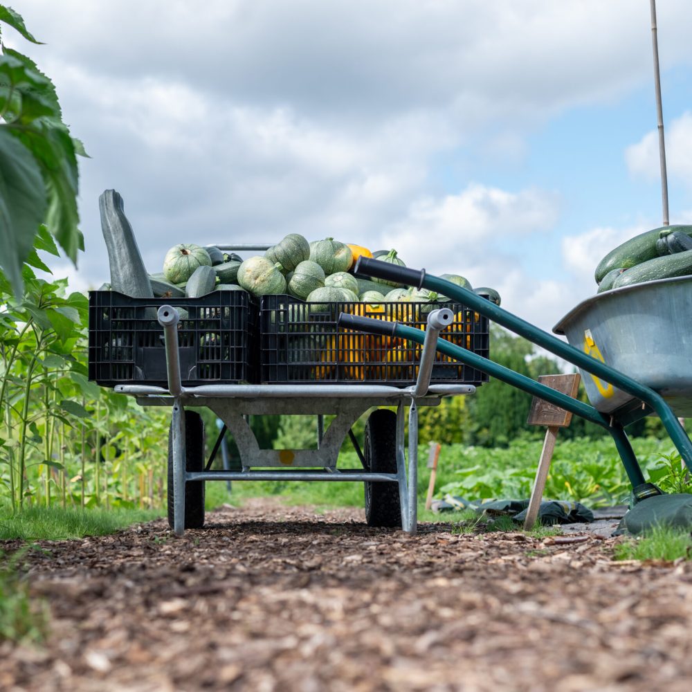20250711 Zonnewending Courgettes in kratten 20250711 Zonnewending Courgettes in kratten