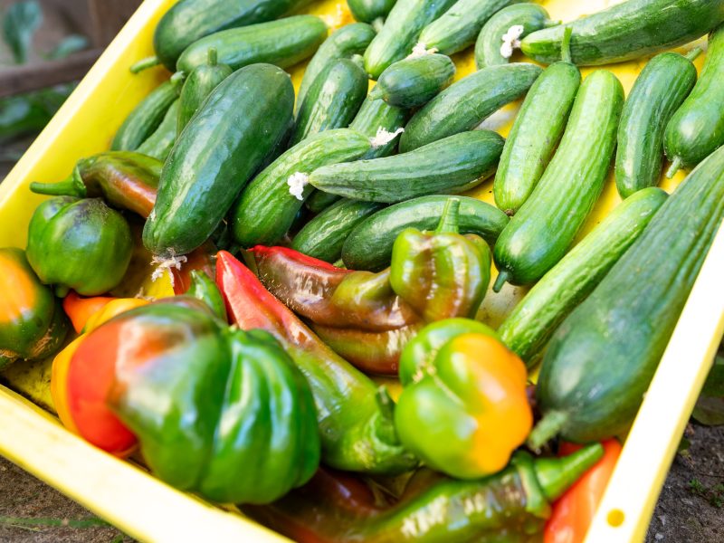 2025 Zonnewending Zomer Kasgroenten